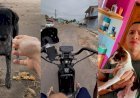 Jovem percorre ruas de Macapá levando alimento e esperança a animais abandonados